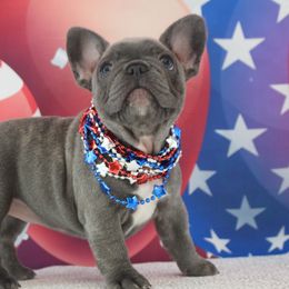 French Bulldog Puppies from 5th Avenue French Bulldogs