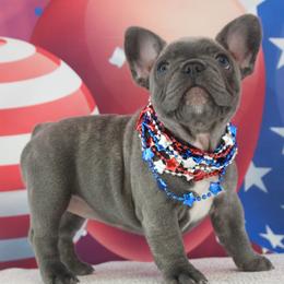 French Bulldog Puppies from 5th Avenue French Bulldogs