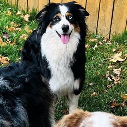 Raisin - Australian Shepherd