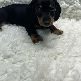 Precious - Black and tan female Dachshund puppy in Council Hill, Oklahoma from Rocky Springs Ranch