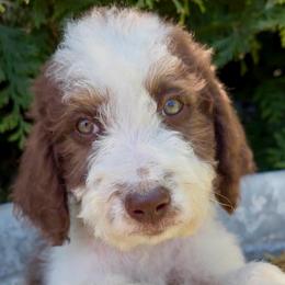 Lenny - Brown and white female Aussiedoodle puppy in Denton, Maryland from Royal Conron Doodles