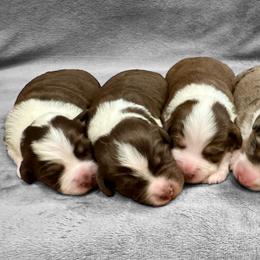 Australian Shepherds and Miniature American Shepherds from Countryside Kennels and Aussies