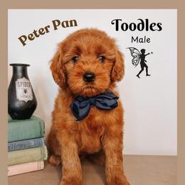 Toodles - Red  male Goldendoodle puppy in Hilton, New York from The House of Goldendoodle