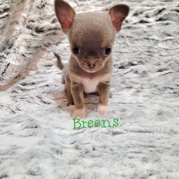 Lilac boy - Silver and white male Chihuahua puppy in Richmond, Virginia from Breens