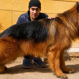 German Shepherd Puppies from Von Gonzalez Kennel