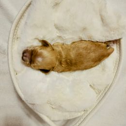Cocker Spaniel Puppies from Lupine Cocker Spaniels