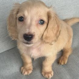 Dash - Cream male Dachshund puppy in Allenhurst, Georgia from B’s Dapper Dachshunds