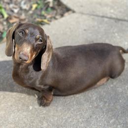 Poppy - Dachshund