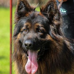 Yeti - German Shepherd