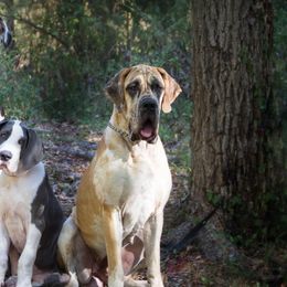 Great Danes from Riverwood Danes