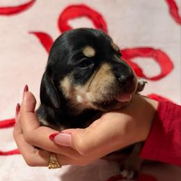 Charlie the black and cream - Black and cream male Dachshund puppy in El Cajon, California from Lisa Buxton
