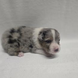 Blue bell 2 - Blue merle female Australian Shepherd puppy in Lakeland, Florida from Diamond P Australian Shepherds