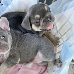 French Bulldog Puppies from Frenchie Paws
