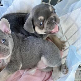 French Bulldog Puppies from Frenchie Paws