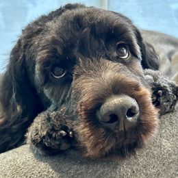 Saint Berdoodle puppies from Home Raised St. Berdoodles