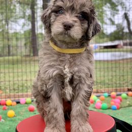 Aussiedoodle and Poodle Puppies from Diamond M Poodles and Doodles