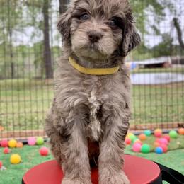 Aussiedoodle and Poodle Puppies from Diamond M Poodles and Doodles