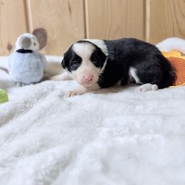 Brew - Black and white male Border Collie puppy in Owenton, Kentucky from Three16 Ranch