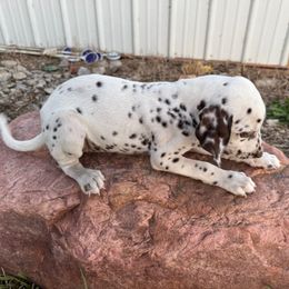 Posey - Girl 1 - White and liver brown female Dalmatian puppy in Leavenworth, Kansas from Tally Ho Dalmatians