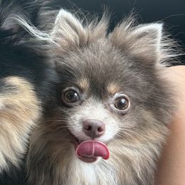 Pomeranians from 918 Pomeranians