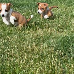 Portuguese Podengo Pequeno Puppies from A-Lines Portuguese Podengo Pequenos