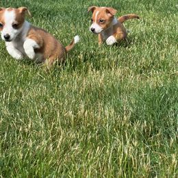 Portuguese Podengo Pequeno Puppies from A-Lines Portuguese Podengo Pequenos