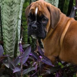 Khaleece - Boxer