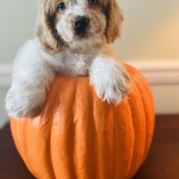 Cockapoo and Goldendoodle Puppies from Bright and Beautiful Cockapoos and Doodles