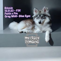 Bonnie - Pomsky