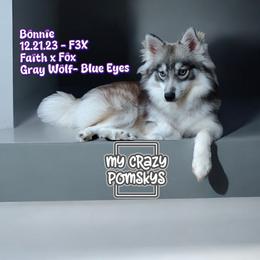Bonnie - Pomsky