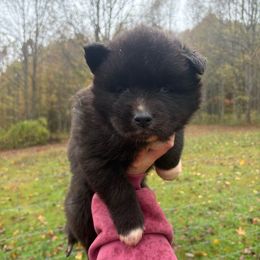 Green - Black male Siberian Husky puppy in Jonesborough, Tennessee from Dry Creek Siberians