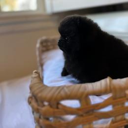 Pomeranian and Poodle Puppies from Carousel Poodles & Pomeranians