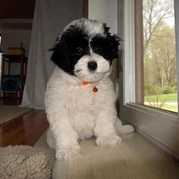 Callie - Black and white female Bernedoodle puppy in Gainesville, Florida from Alyssa Xxweetdoodles