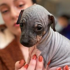 Hunter - American Hairless Terrier puppy from Make-It-Neiked Pups