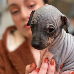 Hunter - American Hairless Terrier puppy from Make-It-Neiked Pups