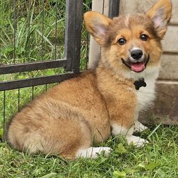 Fosters (fluffy) - Sable male Pembroke Welsh Corgi puppy in Rensselaer, Indiana from STR Corgis