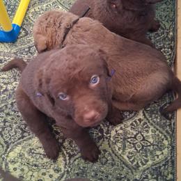 Purple - Dark brown female Chesapeake Bay Retriever puppy in De Forest, Wisconsin from Rennocks Top Of The Marsh Chesapeake Bay Retrievers