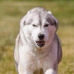 Siberian Huskies from Talmadge Siberian Huskies