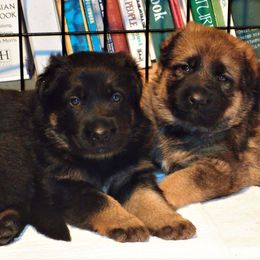 German Shepherd Puppies from Gnadehund German Shepherds