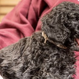 Gumdrop - Black Goldendoodle puppy in Des Plaines, Illinois from SnoogleDoodles