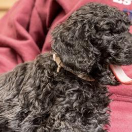 Gumdrop - Black Goldendoodle puppy in Des Plaines, Illinois from SnoogleDoodles