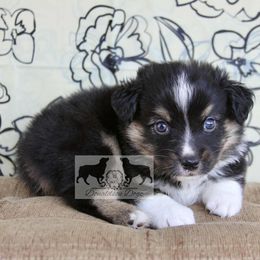 Petrie - Black tri-color male Australian Shepherd puppy in Elkhart, Texas from Donaldson Dogz