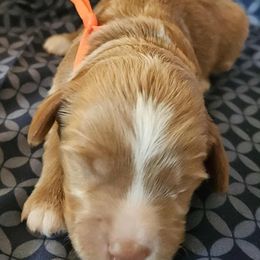 Zuma - paw patrol - Red male Labradoodle puppy in Phelan, California from Family Doodles