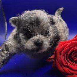 Boy 2 - Blue merle male Pomeranian puppy in Windham, Maine from New England Exotic Pomeranians