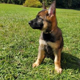 Grey - Sable male German Shepherd puppy in Chiefland, Florida from The Shepherds' House