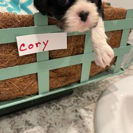 Cory - Tri-color male Cavalier King Charles Spaniel puppy in St. George, Maine from Cloud Nine Cavaliers