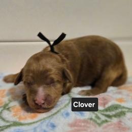 Clover - Red  female Goldendoodle puppy in Summerville, South Carolina from Channys Doodles