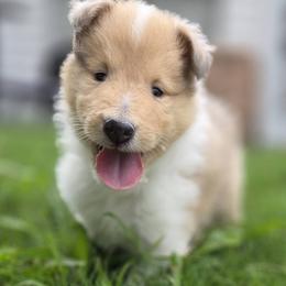 Collie Puppies from Curtain Call Collies