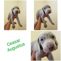 Weimaraner Puppies from LAAT Weims
