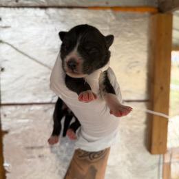 Boy 3 - Black and white male Siberian Husky puppy in Uhland, Texas from Siberian Huskies